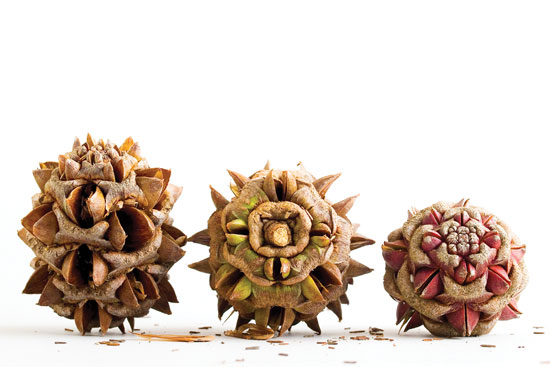 Try making homemade ornaments and decorations from items you find in nature.